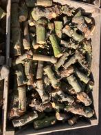 Haardhout appelhout stookhout, Tuin en Terras, Haardhout, 6 m³ of meer, Ophalen of Verzenden, Overige houtsoorten, Blokken