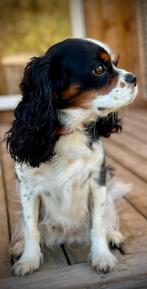 Dekreu gezocht – Cavalier King Charles Spaniël, Dieren en Toebehoren, Honden | Retrievers, Spaniëls en Waterhonden, Rabiës (hondsdolheid)