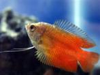 diklip gourami groot €4,95, Dieren en Toebehoren, Vissen | Aquariumvissen, Vis, Zoetwatervis