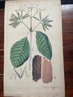 Cinchona Oblongifolia (Ladenbergia oblongifolia), 1851, Ophalen of Verzenden