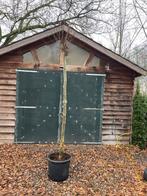 Platanus hispanica 'Alphen's Globe' - Bolplataan mt 16/18cm, Bloeit niet, Ophalen of Verzenden, 100 tot 250 cm, Volle zon