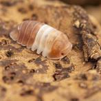 Cubaris sp Red Panda King isopods / pissebedden, Overige soorten