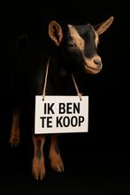Mooie Black&Tan bok, Dieren en Toebehoren, Schapen, Geiten en Varkens, Mannelijk, Geit, 0 tot 2 jaar