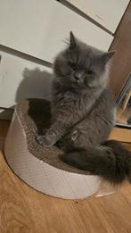 Britse laanghaar Dekkaters, Dieren en Toebehoren, Kater, Ontwormd