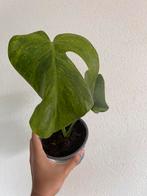 Monstera Mint Variegata large form, Overige soorten, Minder dan 100 cm, Ophalen of Verzenden, Halfschaduw