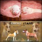 Miniature Bull Terrier FCI - Female, Dieren en Toebehoren, Bull Terriër, België, Rabiës (hondsdolheid), 8 tot 15 weken