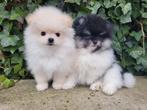 Mini Bearface Pomeriaan pups – klaar voor kerst! ️, Dieren en Toebehoren, Honden | Poolhonden, Keeshonden en Oertypen, 8 tot 15 weken