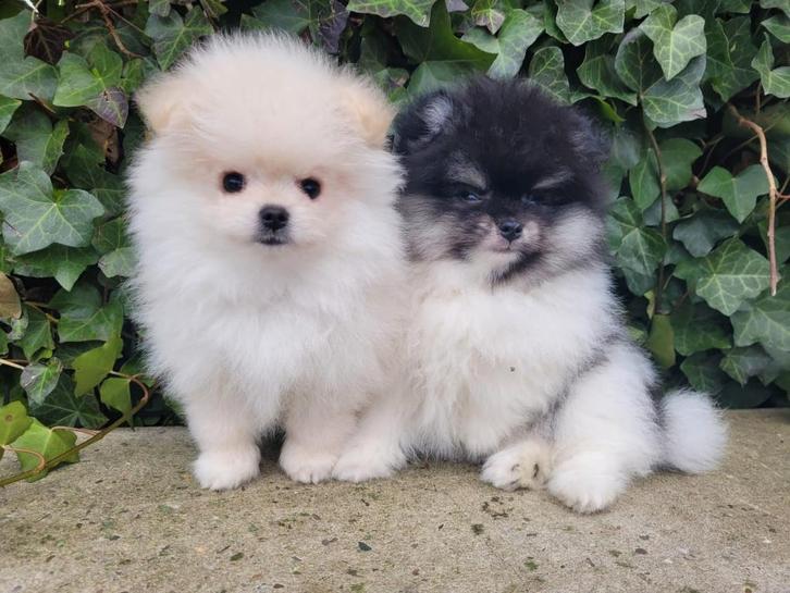 Mini Bearface Pomeriaan pups – klaar voor kerst! ️, Dieren en Toebehoren, Honden | Poolhonden, Keeshonden en Oertypen, Reu, Overige rassen