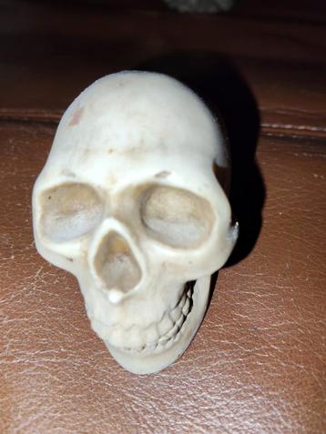 Decoratieve Schedel beschikbaar voor biedingen