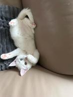 2 kleine kittens te koop  een met twee verschillende ogen, Dieren en Toebehoren, Katten en Kittens | Raskatten | Langhaar, Poes