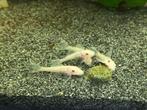 ancistrus snowwhite korte vin babys, Dieren en Toebehoren, Vissen | Aquariumvissen, Vis