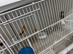 Kanaries harlekijn overjarige, Meerdere dieren
