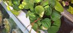 Peperomia Rana verder variegata, Ophalen of Verzenden, Overige soorten, Minder dan 100 cm