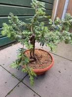 Pre bonsai taxus., Bloeit niet, Halfschaduw, Minder dan 100 cm, Overige soorten
