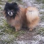 Pommerse Spitz, 5 j.o. Een geredde hond zoekt een thuis, Particulier, Reu, Buitenland, Eén hond