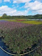 Vele soorten vaste planten
☘️🍁, Ophalen, Overige soorten, Volle zon