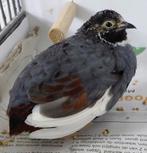 Chinese dwerg kwartels haan natuurbroed, Dieren en Toebehoren, Mannelijk, Overige soorten