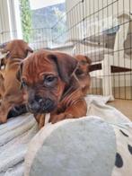 Rhodesian Ridgeback pups, CDV (hondenziekte), 8 tot 15 weken, Meerdere, Meerdere dieren