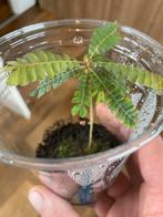 Terrariumplant biophytum sensitivum, Huis en Inrichting, Ophalen of Verzenden, Halfschaduw, Minder dan 100 cm