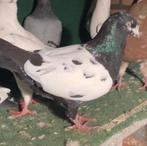 Duif vermist, Dieren en Toebehoren, Vogels | Duiven, Vrouwelijk, Kropper