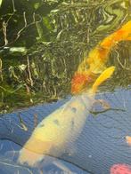 Koi Shiro utsuri 65 cm, Dieren en Toebehoren, Vissen | Vijvervissen, Karper of Koi