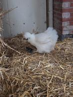 Trio Zijdehoenders, Dieren en Toebehoren, Pluimvee, Meerdere dieren, Kip