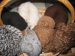 Alpaca wol handgesponnen, Ophalen of Verzenden, Nieuw, Breien of Haken, Wol of Garen