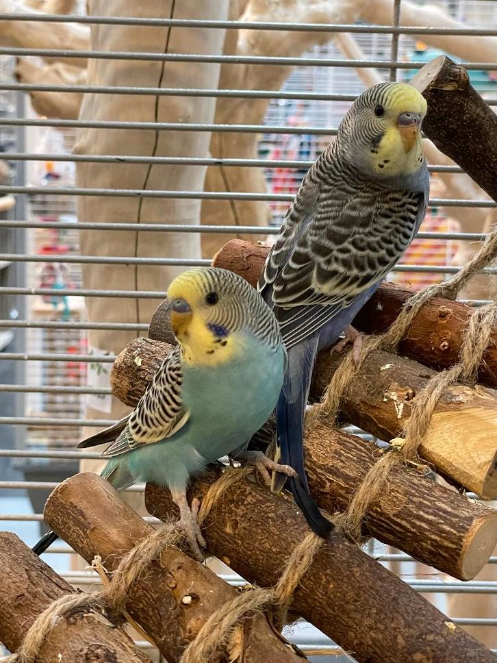 Jonge Baby Grasparkieten | Div. Kleuren | Handtam, Dieren en Toebehoren, Vogels | Parkieten en Papegaaien, Parkiet, Meerdere dieren