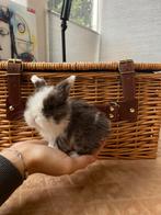 Minilopjes beschikbaar, Dieren en Toebehoren, Konijnen, Meerdere dieren, Klein, Hangoor, 0 tot 2 jaar