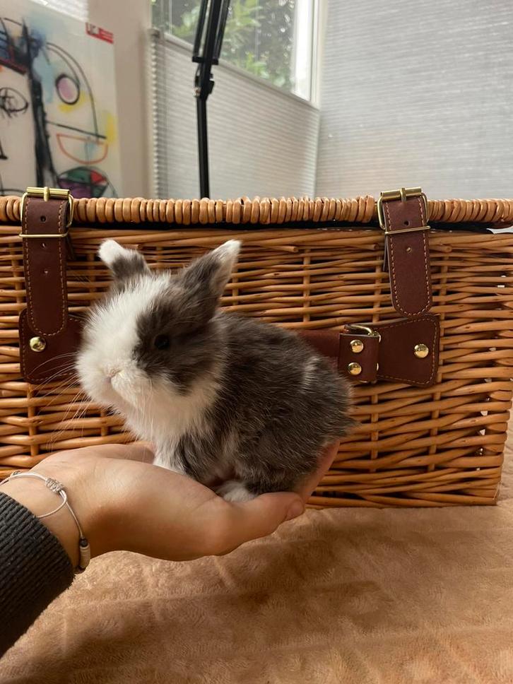 Minilopjes beschikbaar, Dieren en Toebehoren, Konijnen, Klein, Meerdere dieren, 0 tot 2 jaar, Hangoor