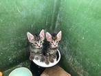 Lief tijger-gestreepte cyperse kitten poesje (mag direct mee, Dieren en Toebehoren, Meerdere dieren, Kortharig, 0 tot 2 jaar