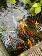 Vijvervissen, Dieren en Toebehoren, Vissen | Vijvervissen, Karper of Koi