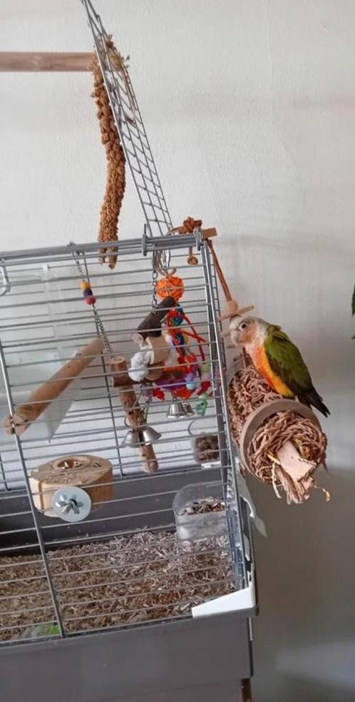 Gezocht: vermiste pyrrhura vrouwtje, Dieren en Toebehoren, Vogels | Parkieten en Papegaaien, Parkiet, Vrouwelijk, Pratend, Tam