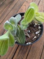 Diverse tradescantia soorten, Huis en Inrichting, Ophalen of Verzenden, Overige soorten, Minder dan 100 cm