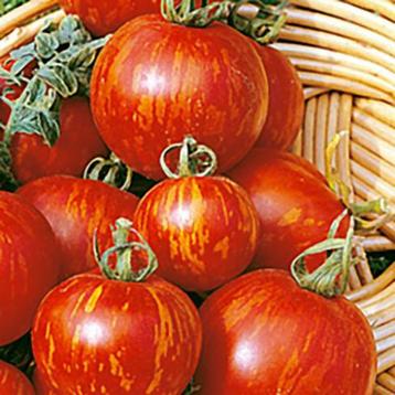 Tigerella tomaten plantjes