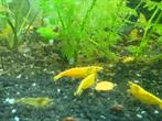 Mooie gezonde Citroen garnalen, Dieren en Toebehoren, Vissen | Aquariumvissen, Kreeft, Krab of Garnaal