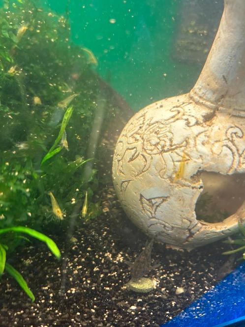 Yellow neon garnalen, Dieren en Toebehoren, Vissen | Aquariumvissen, Kreeft, Krab of Garnaal