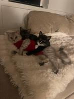 2 lieve kittens beschikbaar, Dieren en Toebehoren, Katten en Kittens | Raskatten | Langhaar, Meerdere dieren, Ingeënt
