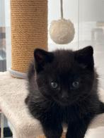 britse korthaar mix kittens zwarte zachte vacht, Dieren en Toebehoren, Katten en Kittens | Raskatten | Korthaar, Geslacht onbekend