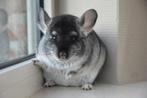 chinchilla 2 vrouwtjes, Dieren en Toebehoren, Knaagdieren, Augustus, Vrouwelijk, Chinchilla