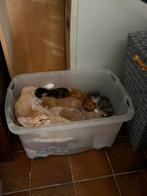 Lief nestje kittens – op zoek naar een warm thuis, Dieren en Toebehoren, Katten en Kittens | Overige Katten, Meerdere dieren