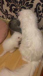Britse korthaar moederpoes + kitten + spullen, Dieren en Toebehoren, Poes, Gechipt, 0 tot 2 jaar
