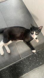 Kittens, Dieren en Toebehoren, Katten en Kittens | Overige Katten, Meerdere dieren