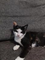2 lieve kittens te koop, Dieren en Toebehoren, Katten en Kittens | Raskatten | Korthaar, Meerdere dieren, 0 tot 2 jaar
