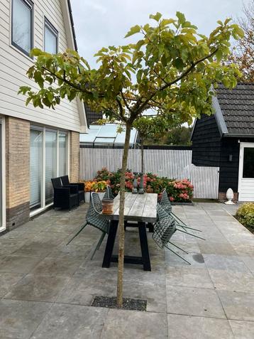 2 x dakmoerbei beschikbaar voor biedingen