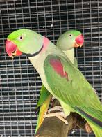Alexanders, Meerdere dieren, Parkiet