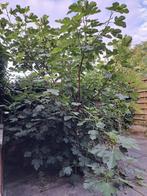 Vruchten bomen en planten, Ophalen, Volle zon, Overige soorten