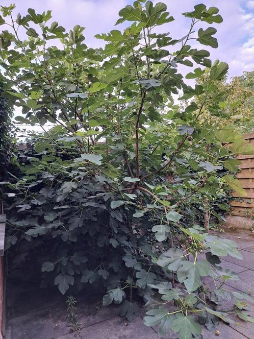 Vruchten bomen en planten, Tuin en Terras, Planten | Bomen, Overige soorten, Volle zon, Ophalen
