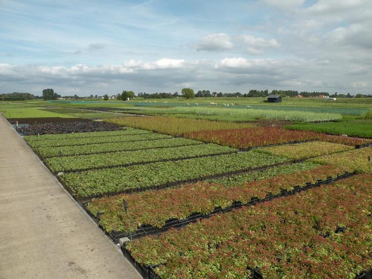 Teeltmedewerker buitenteelt, Vacatures, Vacatures | Landbouw, Natuur en Milieu, MBO, Tijdelijk contract, 33 - 40 uur