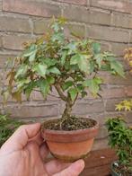 acer buergeranium bonsai trident maple, In pot, Minder dan 100 cm, Halfschaduw, Lente